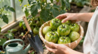 Every Year, I Panic Over My Green Tomatoes – And My Professional Gardener Husband Has Some Thoughts