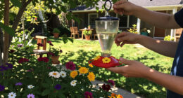 Feeding Hummingbirds This Fall? These 5 Sweet Spot Secrets Help You To Keep Your Hummers Safe And Happy