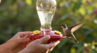 How To Hand-Feed Hummingbirds – 6 Critical Secrets To Enjoy This Heartwarming Garden Experience