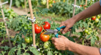 How To Prune Tomatoes For Healthier Plants & Bigger Harvests – What Experts Want You To Know Before You Pick Up The Pruners