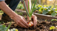 I'itoi Onions: Planting and Dividing the Sonoran Heirloom