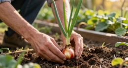 I'itoi Onions: Planting and Dividing the Sonoran Heirloom