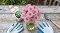 I Used To Hate Dandelions – Until I Discovered The Pretty Pink Version Designers Love