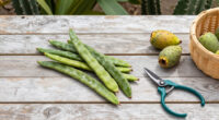 Mesquite Pods and Prickly Pear Fruit: Harvesting What Your Yard Already Grows