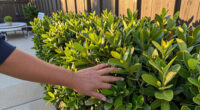 Move Over Boxwood! Kevin Bacon's Drought-Tolerant Privacy Scheme Is A Smarter Way To Screen Your Yard