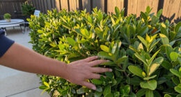 Move Over Boxwood! Kevin Bacon's Drought-Tolerant Privacy Scheme Is A Smarter Way To Screen Your Yard