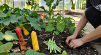 Planting a Three Sisters Monsoon Garden in July