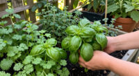 This 6 Late-Summer Herbs Actually Taste Better When The Weather Gets Hot