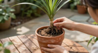 When to Repot Desert Container Plants: Why Summer Is the Wrong Time