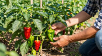 Why Are My Peppers Dropping Their Leaves In August? Diagnosing Late-Summer Defoliation