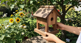 10 Best Bird Feeders For Songbirds In 2026