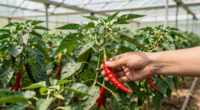 14 Best Chili Peppers in 2026