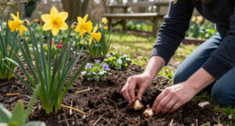 14 Best Daffodil Bulbs in 2026