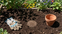 15 Best Native Plant Seeds in 2026