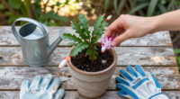 5 Best Christmas Cactus Fertilizers in 2026