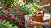 6 Best Fuchsia Fertilizers in 2026