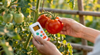 6 Best Tomato Ripening Kits in 2026