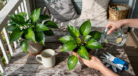 7 Houseplants You Should Bring Inside In September – Before The Cool Nights And Pests Catch Them Out