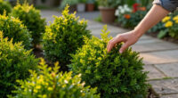 8 Best Lollipop Evergreen Shrubs in 2026