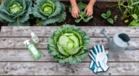 9 Best Organic Cabbage Bug Controls in 2026