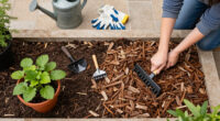 Bark Scorpions and Garden Mulch: Reducing Hiding Spots Safely