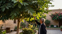Cairo Governorate Denies Cutting Ancient Camphor Tree In Maadi