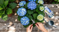 Is Your Hydrangea A Lazy Bloomer? 6 Easy September Fixes To Unlock A Gorgeous Comeback Next Year