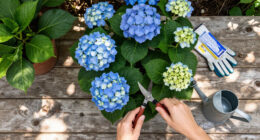 Is Your Hydrangea A Lazy Bloomer? 6 Easy September Fixes To Unlock A Gorgeous Comeback Next Year
