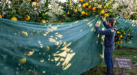 November in the Low Desert: Frost Cloth Staging and Citrus Watch