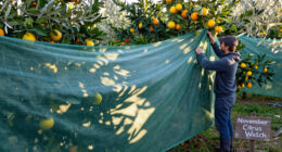 November in the Low Desert: Frost Cloth Staging and Citrus Watch
