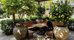 Patio Trees in Large Containers: Species That Shade a Seating Area