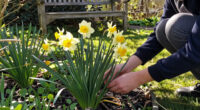 This Daffodil Is Quietly Replacing Classic Yellow Varieties – It’s Fragrant, Long-Lived, And Hardy