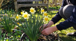 This Daffodil Is Quietly Replacing Classic Yellow Varieties – It’s Fragrant, Long-Lived, And Hardy