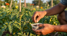 Tomato Hornworms in the Desert: Moth Cycles and Hand-Picking Windows