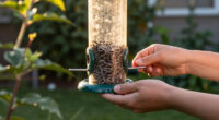 What Backyard Birds Need In September – 6 Easy Ways To Help Them Through Fall