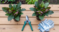 What To Do With Hellebores In Fall To Ensure Elegant Winter Blooms – 5 Easy Tasks To Check Off Your List In September