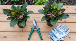 What To Do With Hellebores In Fall To Ensure Elegant Winter Blooms – 5 Easy Tasks To Check Off Your List In September