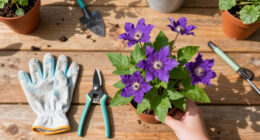 What Your Clematis Needs In September – 5 Easy Tasks To Boost Your Blooms And Protect Next Year’s Display