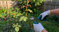 14 Best Gardening Pruning Shears for Cleaner, Easier Cuts in 2027