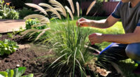 15 Best Ornamental Grasses for Gardens, Borders, and Privacy in 2027