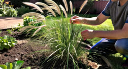 15 Best Ornamental Grasses for Gardens, Borders, and Privacy in 2027