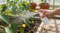 15 Best Thrips Control Products for Plants in 2027