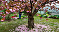 3 Best Autumn-Flowering Trees in 2027