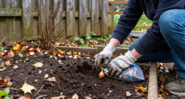 Found An Unplanted Bag Of Spring Bulbs In November? Choose Your Next Move