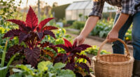 Growing Red Amaranth: Sowing, Care And Harvest