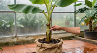 How To Overwinter Banana Plants