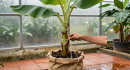 How To Overwinter Banana Plants
