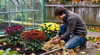 How To Overwinter Hardy Garden Chrysanthemums