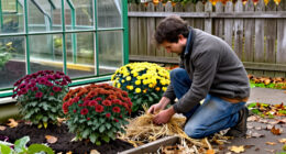 How To Overwinter Hardy Garden Chrysanthemums