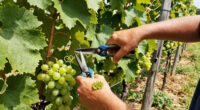 How To Trim Grape Vines For A Healthier Summer Harvest